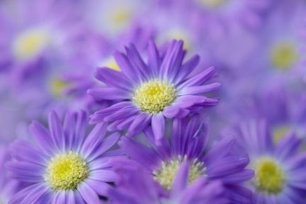 Julie - Michaelmass Daisies 2 blog 5268