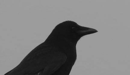 Brian CarrionCrow 