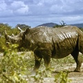 0210-Jan-Meru-rhino