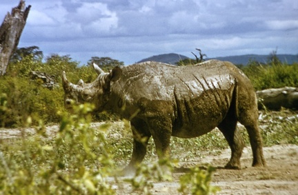 0210-Jan-Meru-rhino