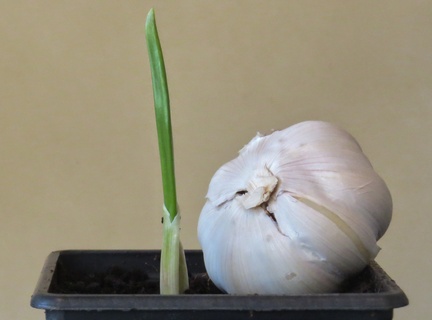 Brian Garlic