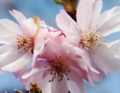 Brian - Winter Cherry Blossom 1