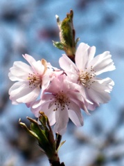 Brian - Winter Cherry Blossom 2