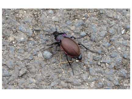RodW(3) - beetling to the green shoots in Kew Woods (1)
