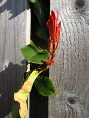 RodW(4) Sneaky plant (1)