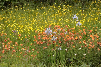 Brian 1 - MeadowFlowers
