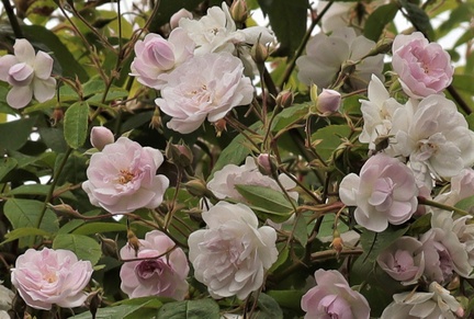 Brian Roses