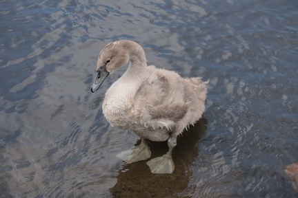 Brian - Still an ugly duckling