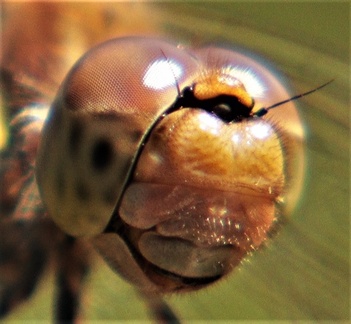 Brian - Remember Quatermass