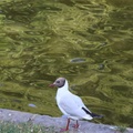 Alan