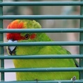 Alan