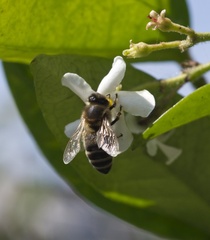 IH - Bee