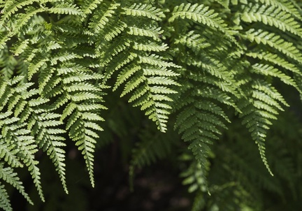 IH - Tree Fern