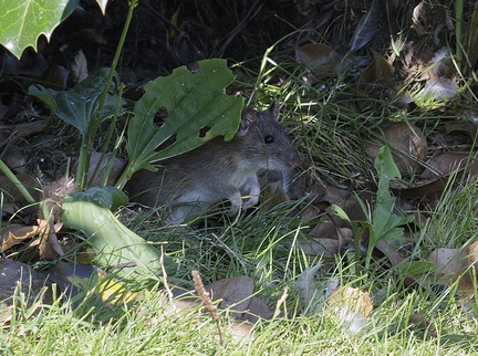 IH - 'Large Mouse'