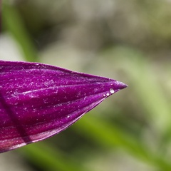 IH - Purple Point