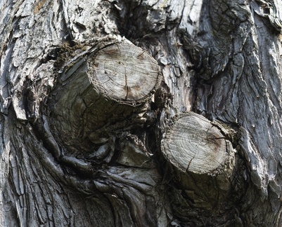 IH - Lava Tree