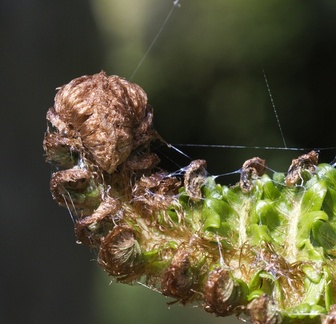 IH - Alien Fern