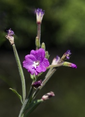IH - Willowherb