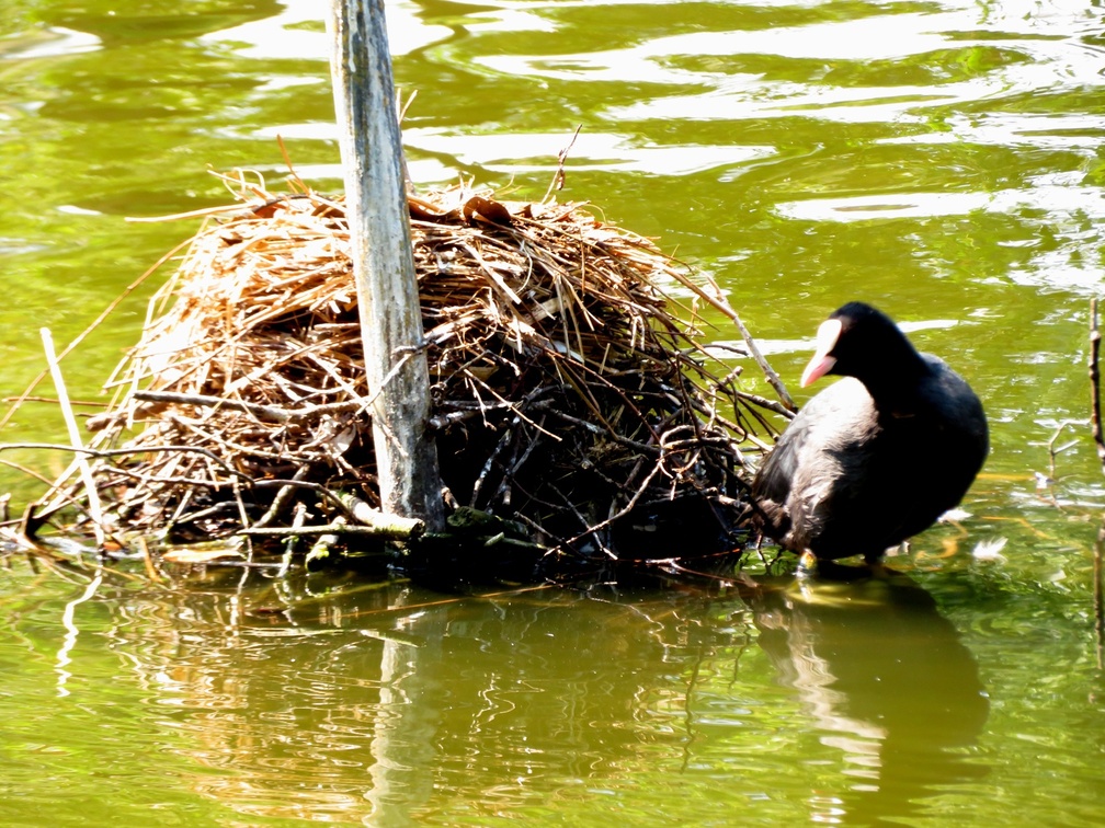 RW(4) wet nest
