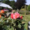 Flowers for Sale