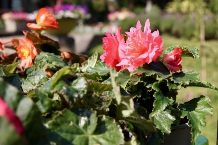 Flowers for Sale Cropped