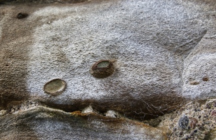 IH - Finchale Fossils