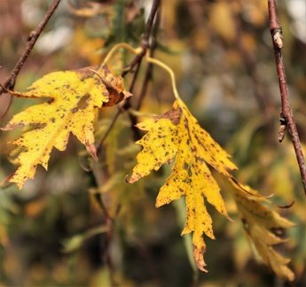 Brian A - Birch Leaf