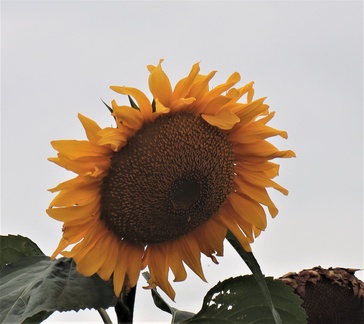 Brian 5 - Sunflower seeds almost ready