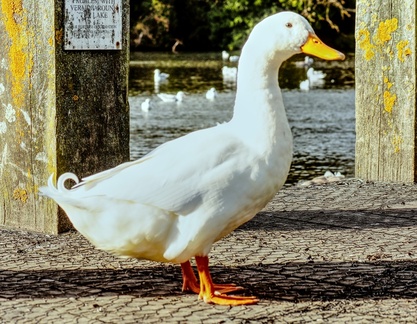 Brian - Duck for Christmas