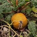 Brian - Pumpkin