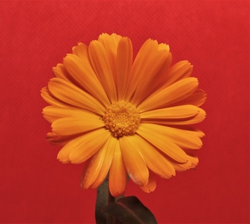 Brian - Marigold on Red