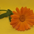 Brian - Marigold on Yellow