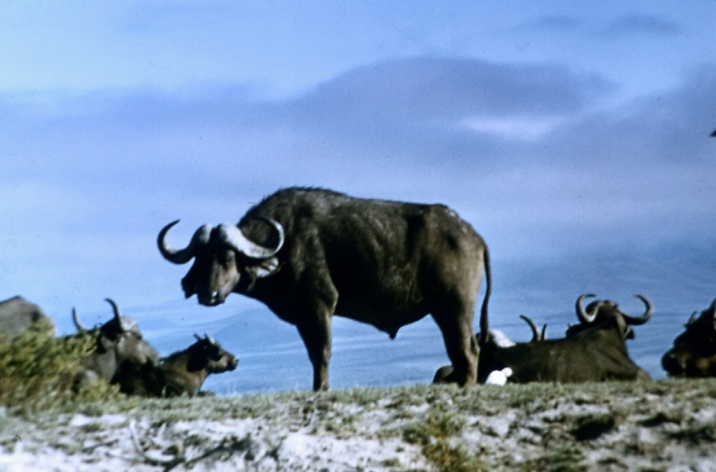 0240-Jan-Meru-buffalo.jpg