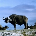 0240-Jan-Meru-buffalo
