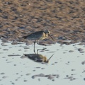 Ann 2 - Bar-tailed Godwit reflection on Ainsdale beach