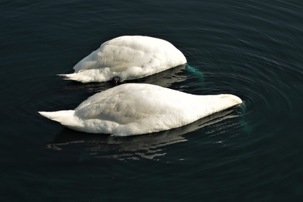 Brian - See the blue necks underwater - chamicals?