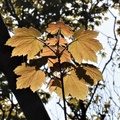 Brian - Translucent Leaves