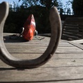 Brian 2 - Fish in Focus