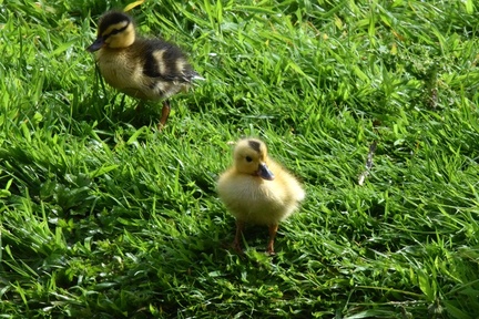 Ann - F25 Ducklings 