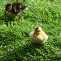 Ann - F8 Ducklings