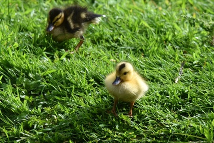 Ann - F8 Ducklings