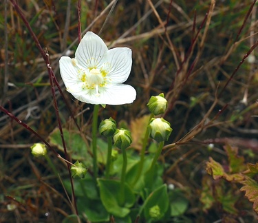 SteveB 1, Grass of Parnassus, Ainsdale Dunes