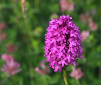 SteveB 1, Pyramidal Orchid, Ains Dunes