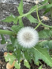 RonT - Flowers on our walk.