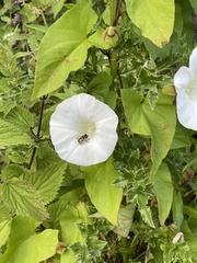 RonT - Flowers on our walk.