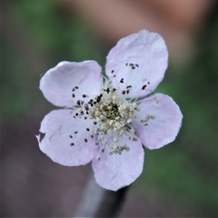 Brian 4 - Blackberry