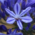 Sylvia 1