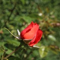 Sylvia 3