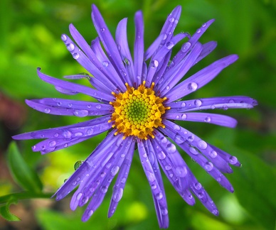 SteveB 3 - Aster