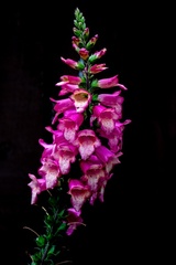 ColinT July22 Flowers002